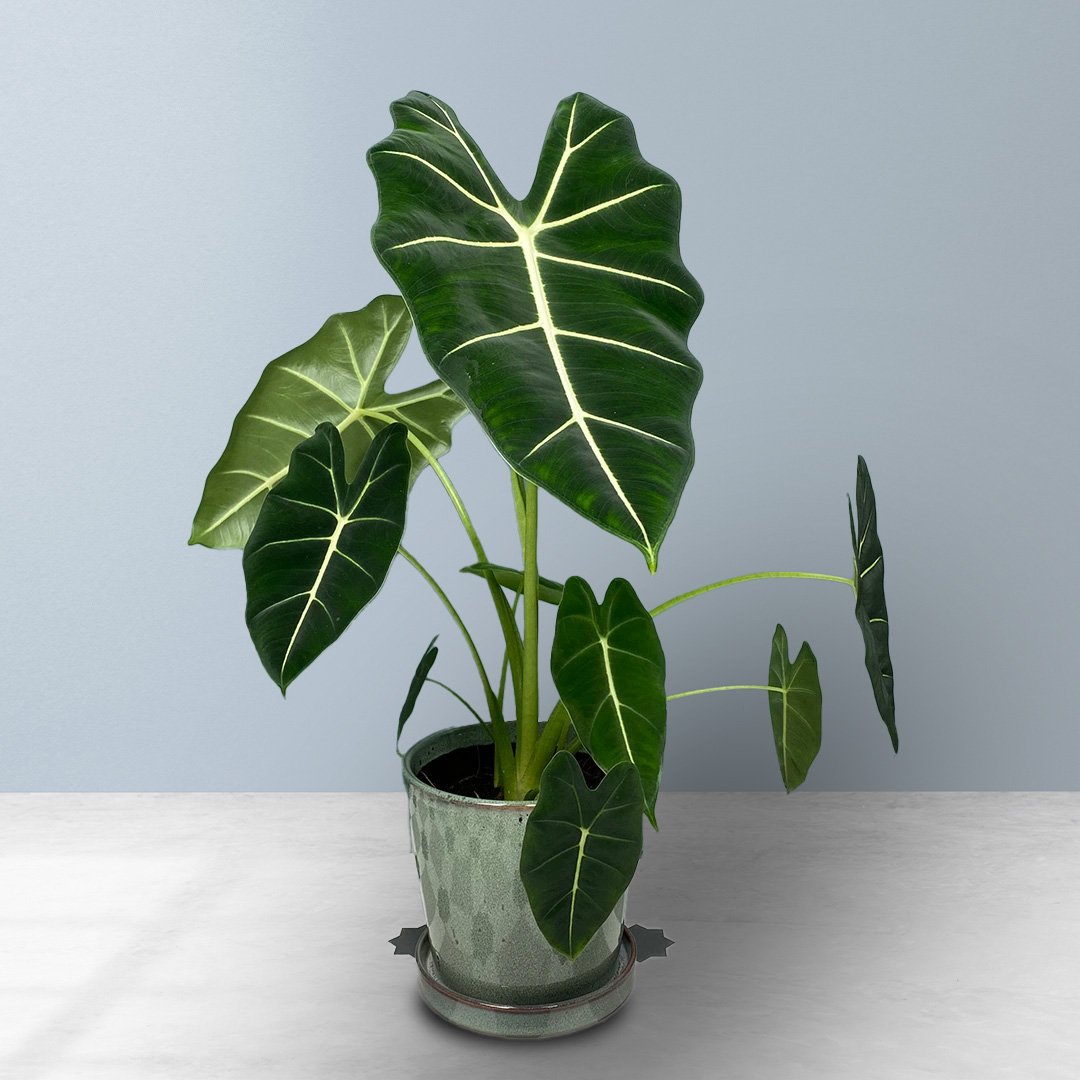 Alocasia Frydek